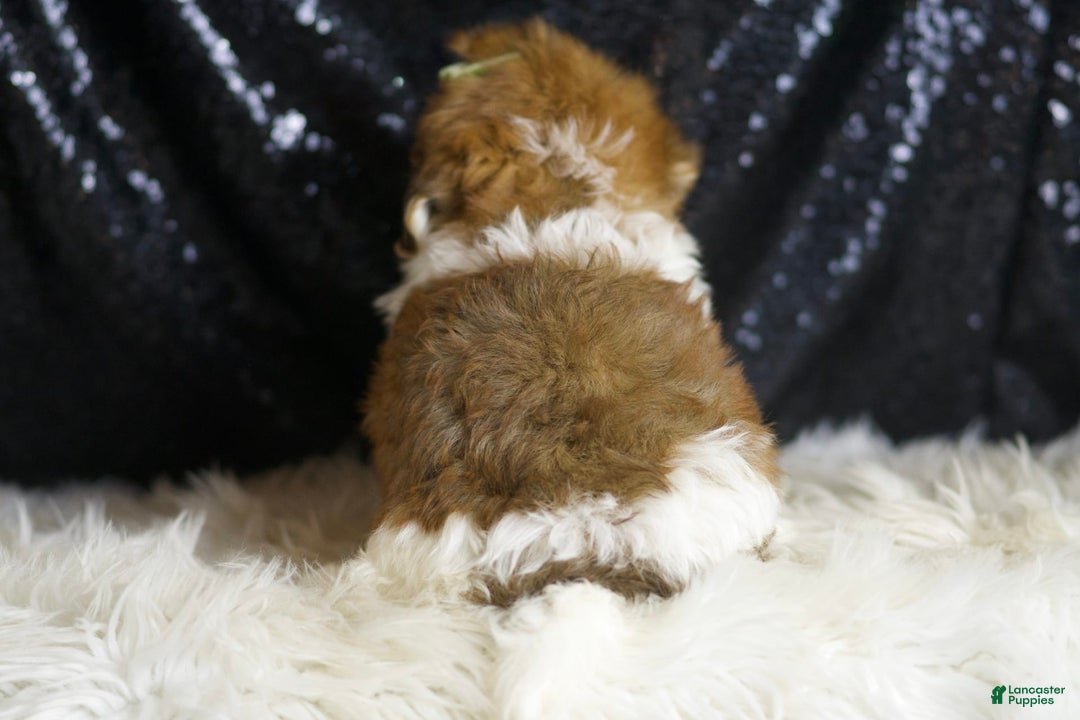 Yorkiepoo dogs for sale: Archie - Ad 6