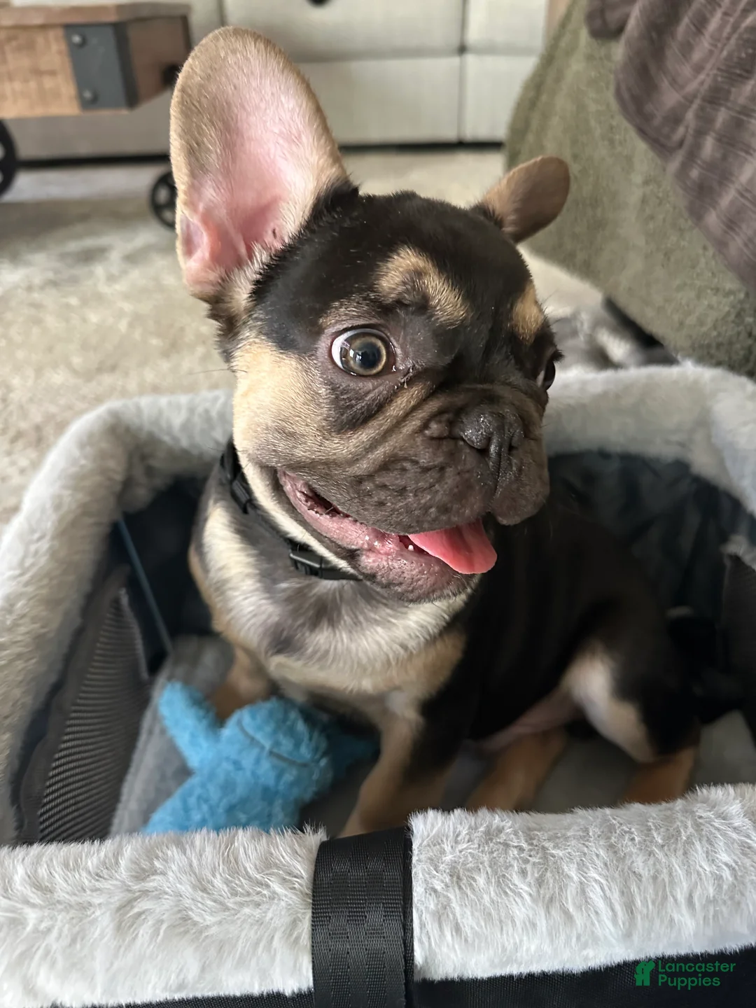 French Bulldog dogs for sale: French Bulldog Puppy 4 - Ad 1