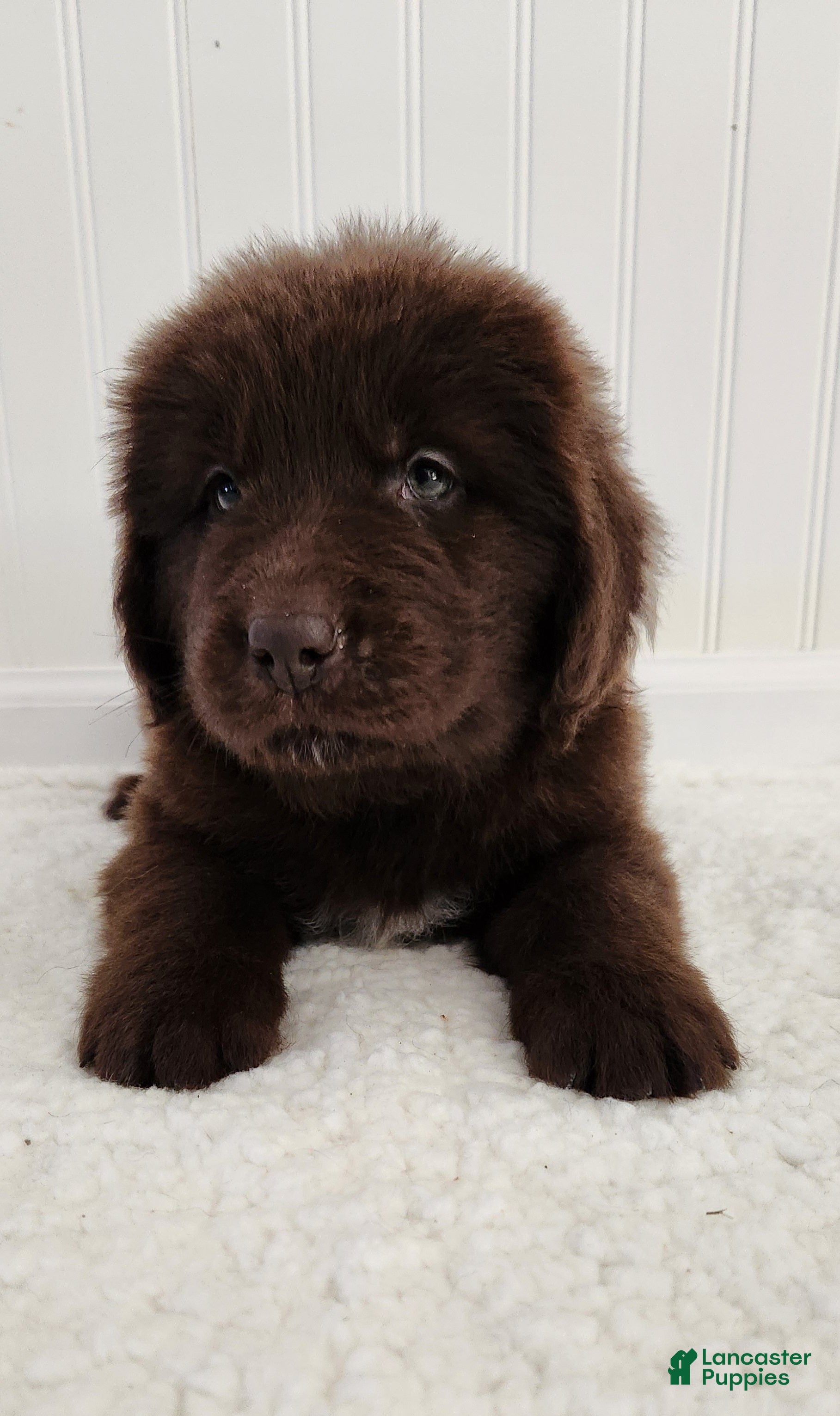 Newfoundland dogs for sale: Erin - Ad 2