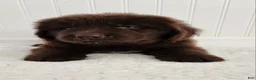 Newfoundland dogs for sale: Erin - Ad 2