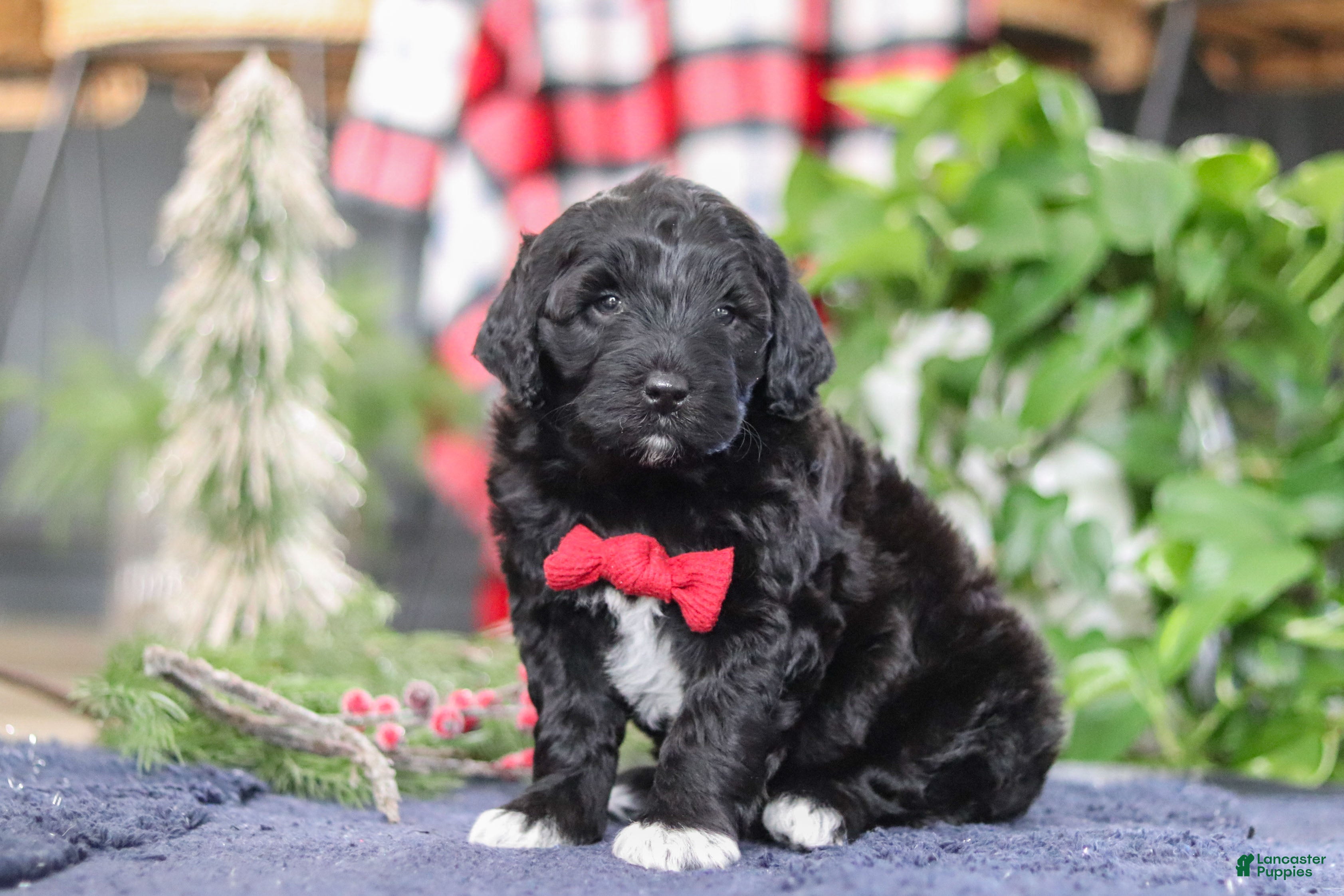 Portuguese Water Dog dogs Carson - Ad 2