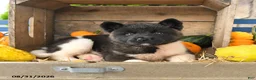 Akita dogs for sale: Nora - Ad 5