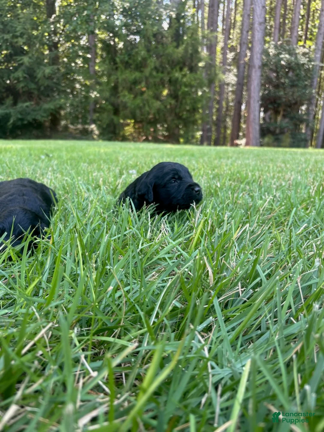Goldendoodle dogs for sale: Hazel - Ad 3