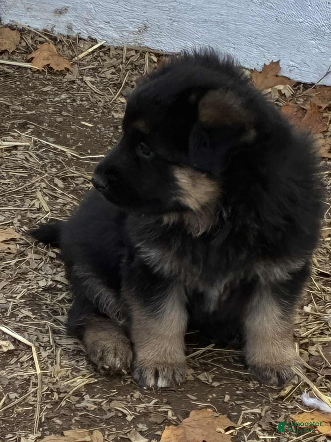 German Shepherd dogs for sale: German Shepherd Puppy 4 - Ad 3