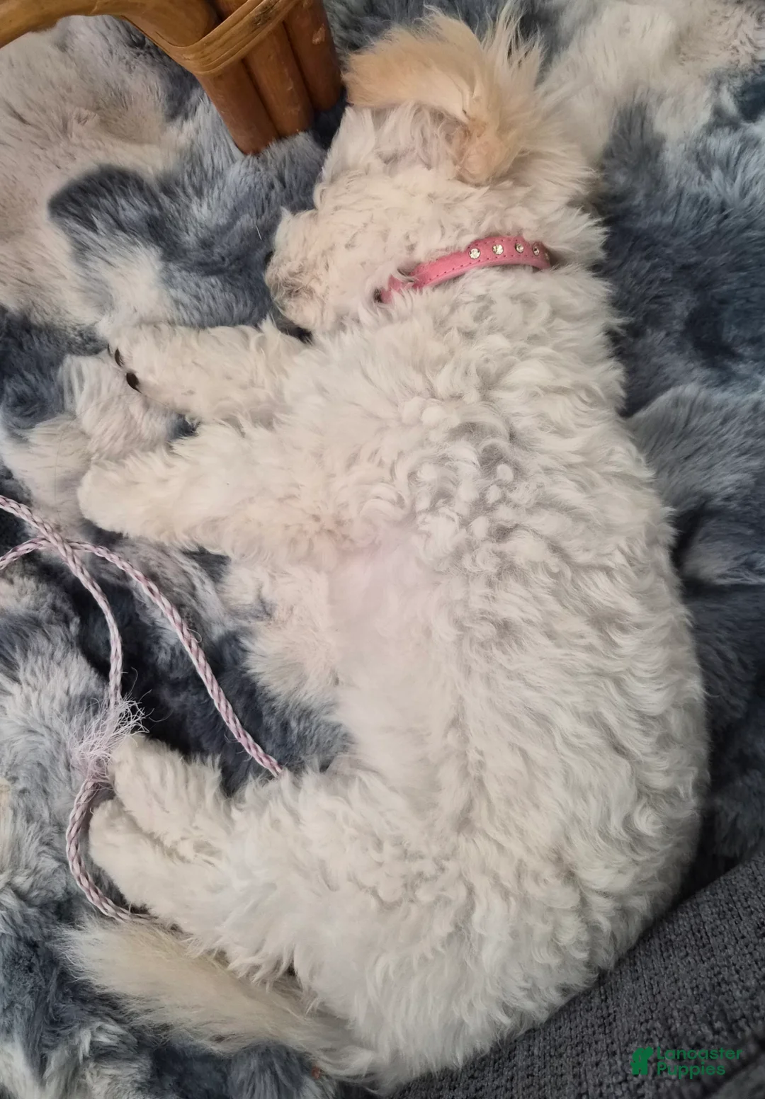 Maltipoo dogs for sale: Sophie - Ad 2