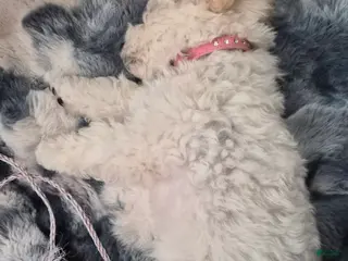 Maltipoo dogs Sophie - Ad 2