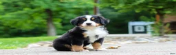 Bernese Mountain Dog dogs for sale: Monte - Ad 1