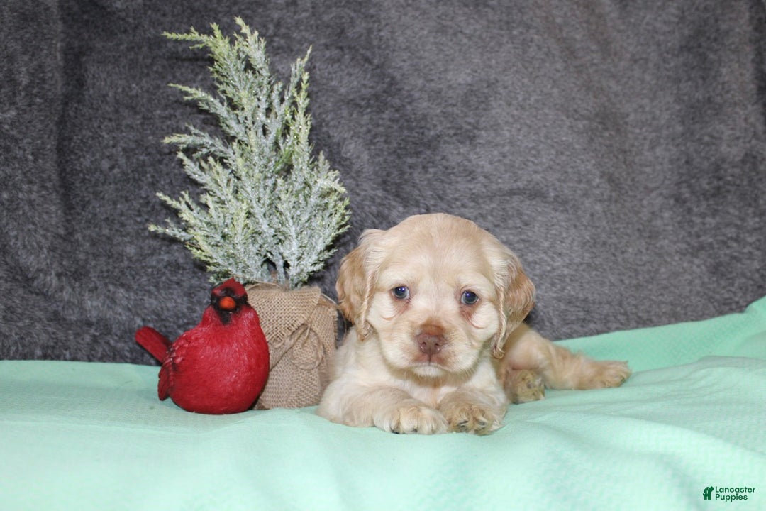 Cocker Spaniel dogs for sale: Sammy - Ad 1