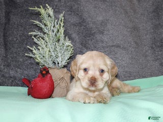 Cocker Spaniel dogs Sammy - Ad 13