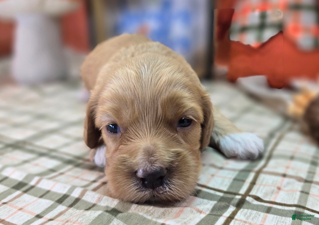 Cockapoo dogs for sale: Captain Walden - Ad 9