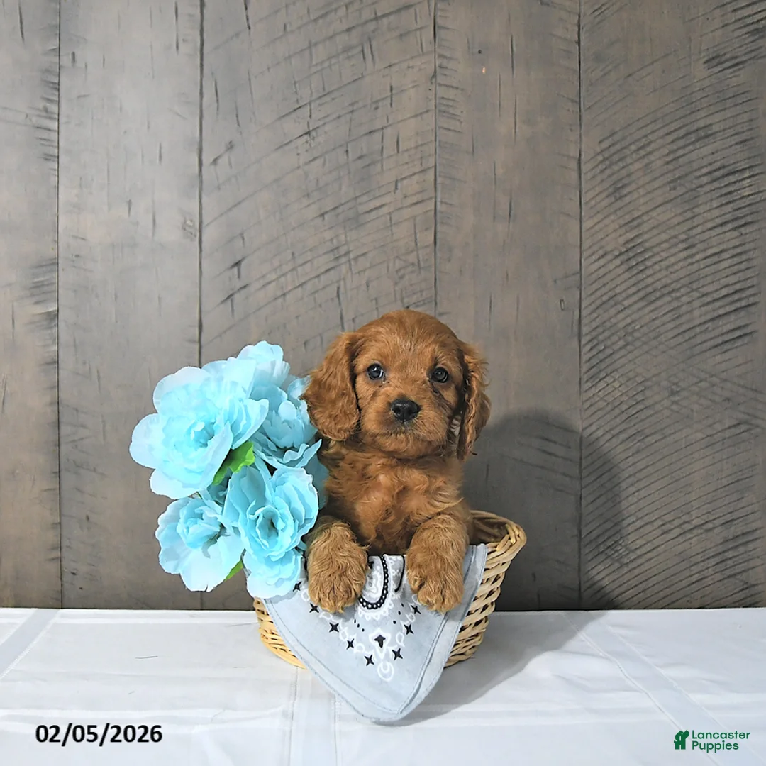 Cavapoo dogs for sale: Felix - Ad 2