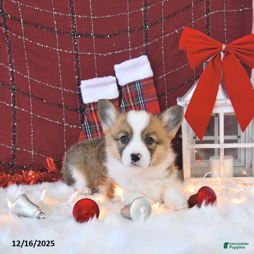 Welsh Corgi Pembroke dogs for sale: Roxy - Ad 4