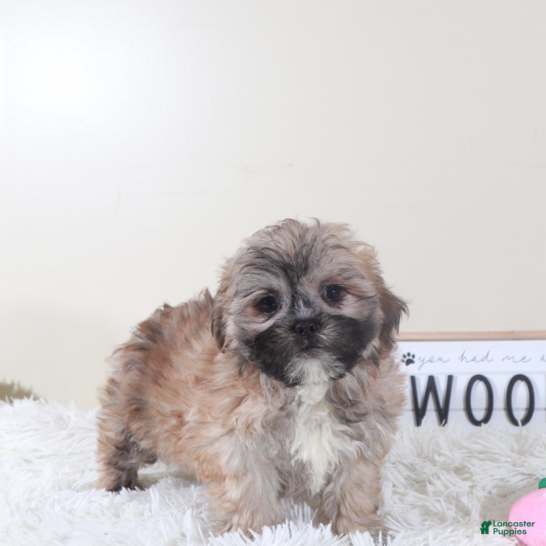 Teddy Bear dogs for sale: Teddy Bear Sophie - Ad 4
