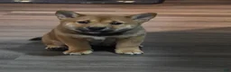Shiba Inu dogs for sale: Shiba Inu 2 - Ad 6