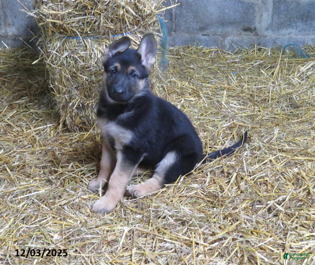 German Shepherd dogs for sale: Mia - Ad 1
