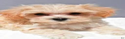 Maltipoo dogs for sale: Carl - Ad 5
