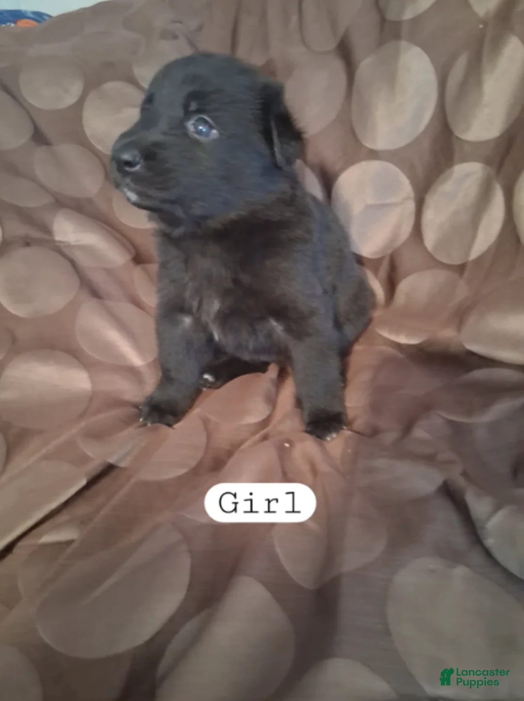 German Shepherd dogs for sale: Cassie - Ad 1