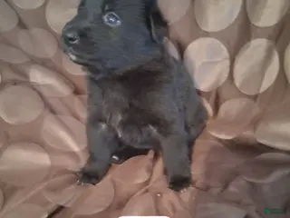 German Shepherd dogs Cassie - Ad 5