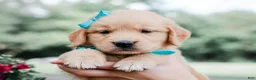 Golden Retriever dogs for sale: Ashton AKC Golden Retriever Pup - Ad 3