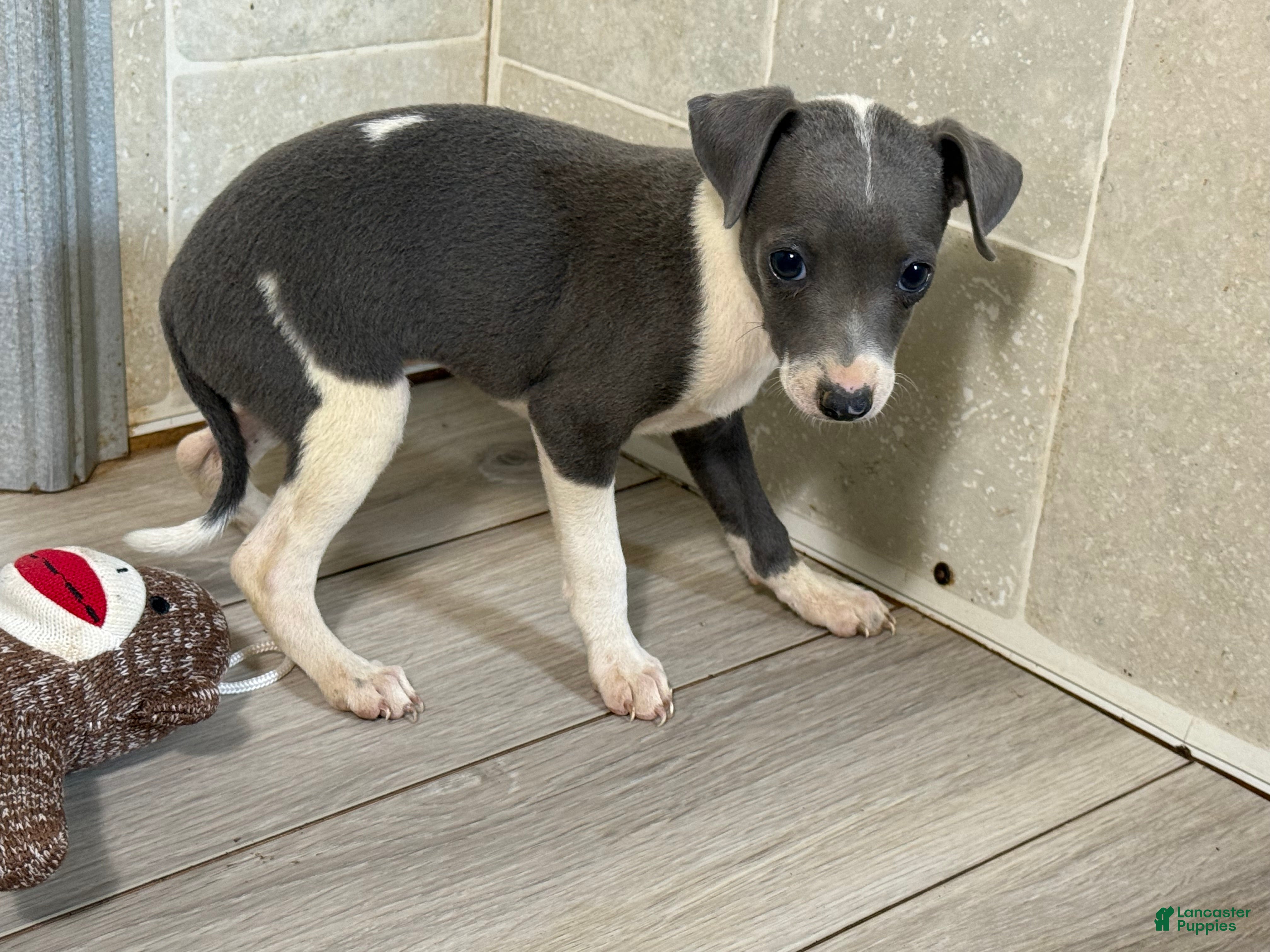 Italian Greyhound dogs Jessie - Ad 2