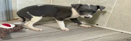 Italian Greyhound dogs for sale: Jessie - Ad 2