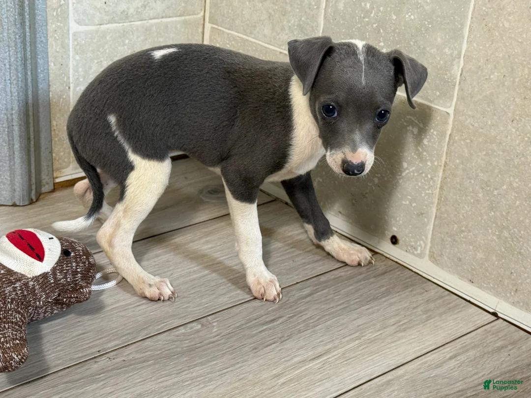 Italian Greyhound dogs for sale: Jessie - Ad 2