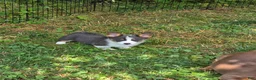 Welsh Corgi Pembroke dogs for sale: Larry the low rider - Ad 18