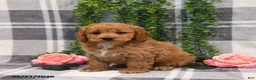 Cockapoo dogs for sale: Ike - Ad 1