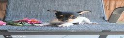 Toy Fox Terrier dogs for sale: Cliff - Ad 3
