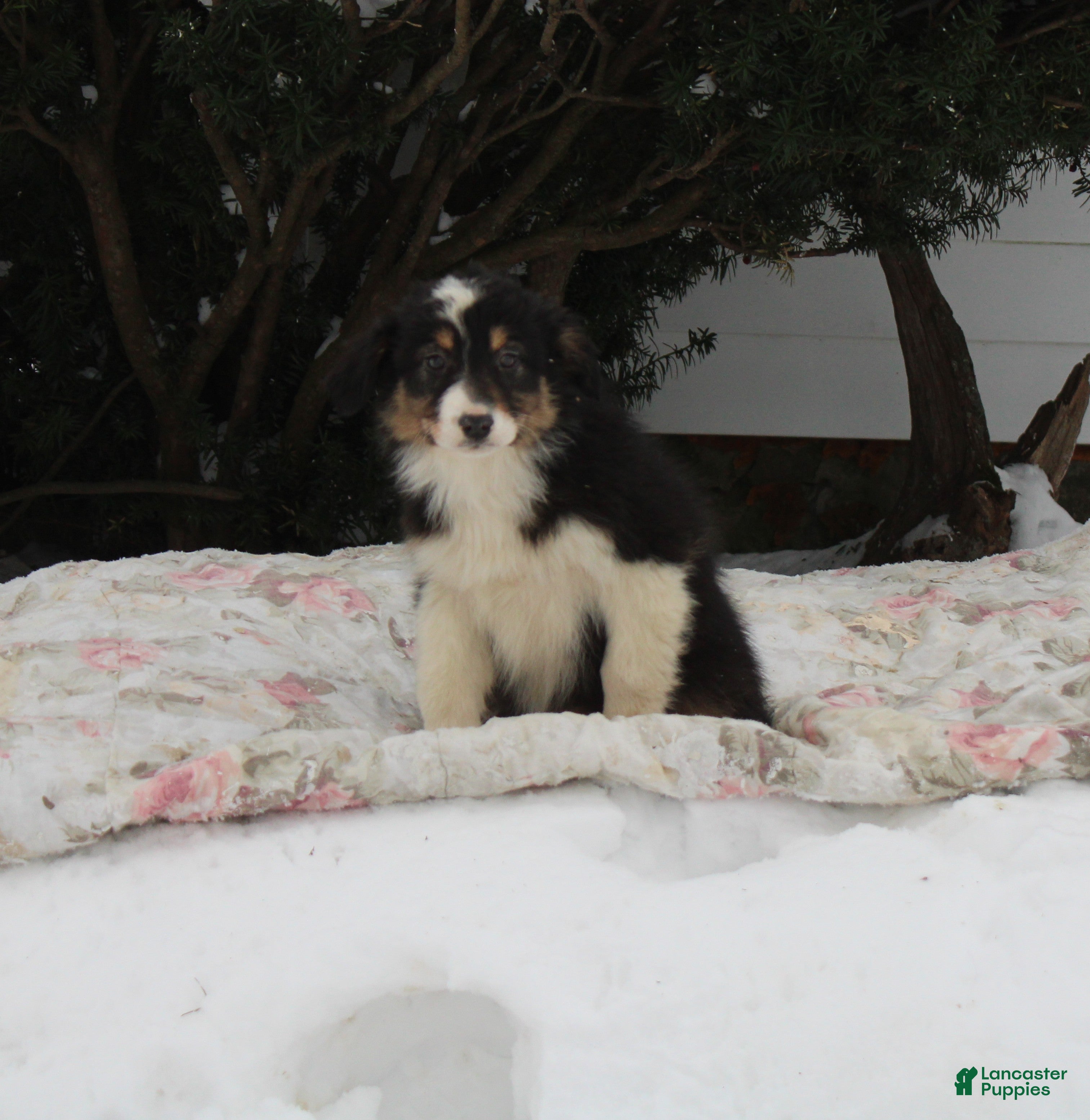 Australian Shepherd dogs Sparkles - Ad 8