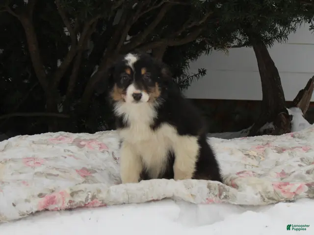 Australian Shepherd dogs for sale: Sparkles - Ad 37