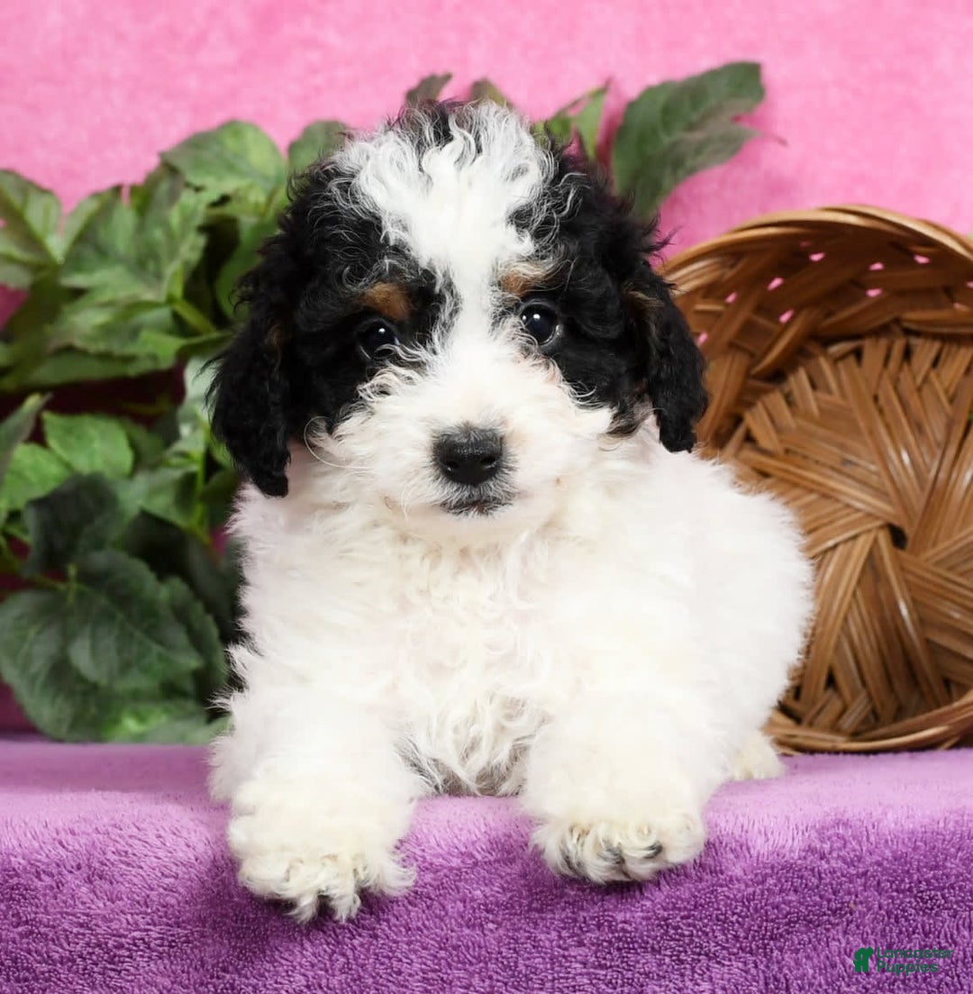 Gallery Image {{count}}