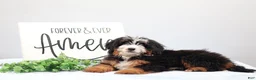 Mini Bernedoodle dogs for sale: Dylan - Ad 5