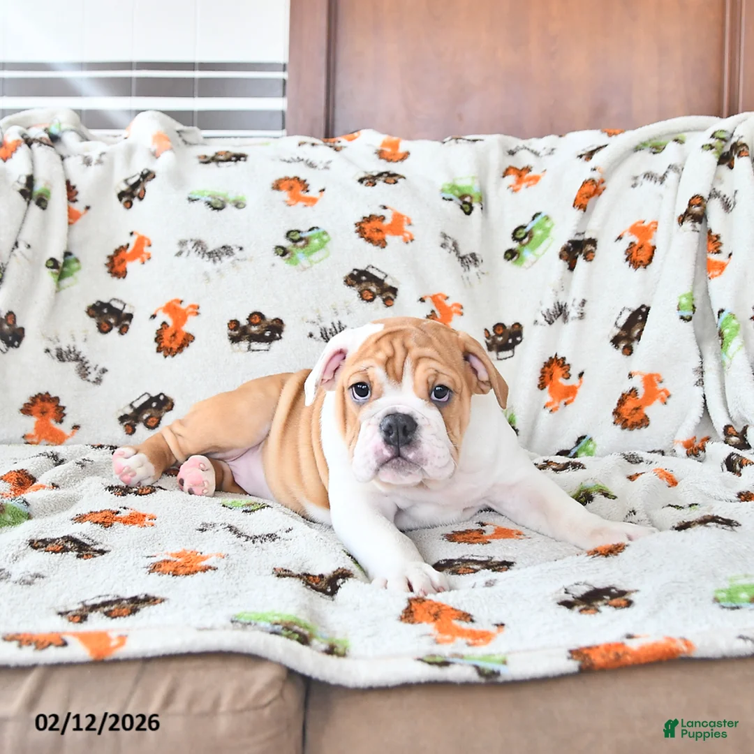 English Bulldog dogs for sale: Daisy - Ad 3