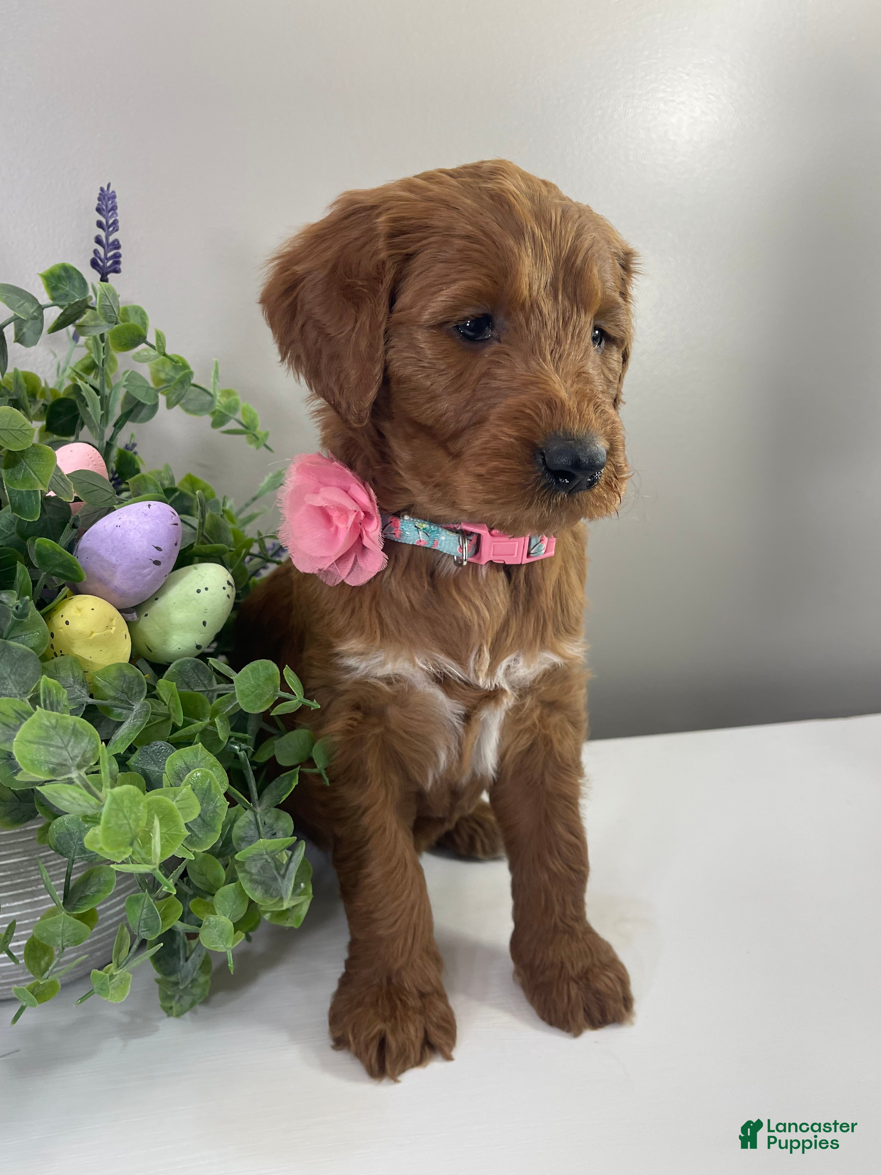 Goldendoodle dogs Fern  - Ad 1