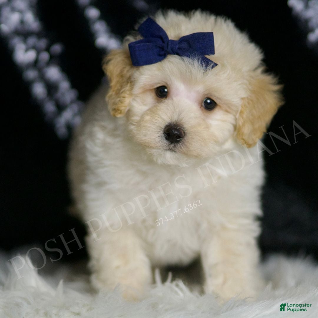 Maltipoo dogs Vino - Ad 1