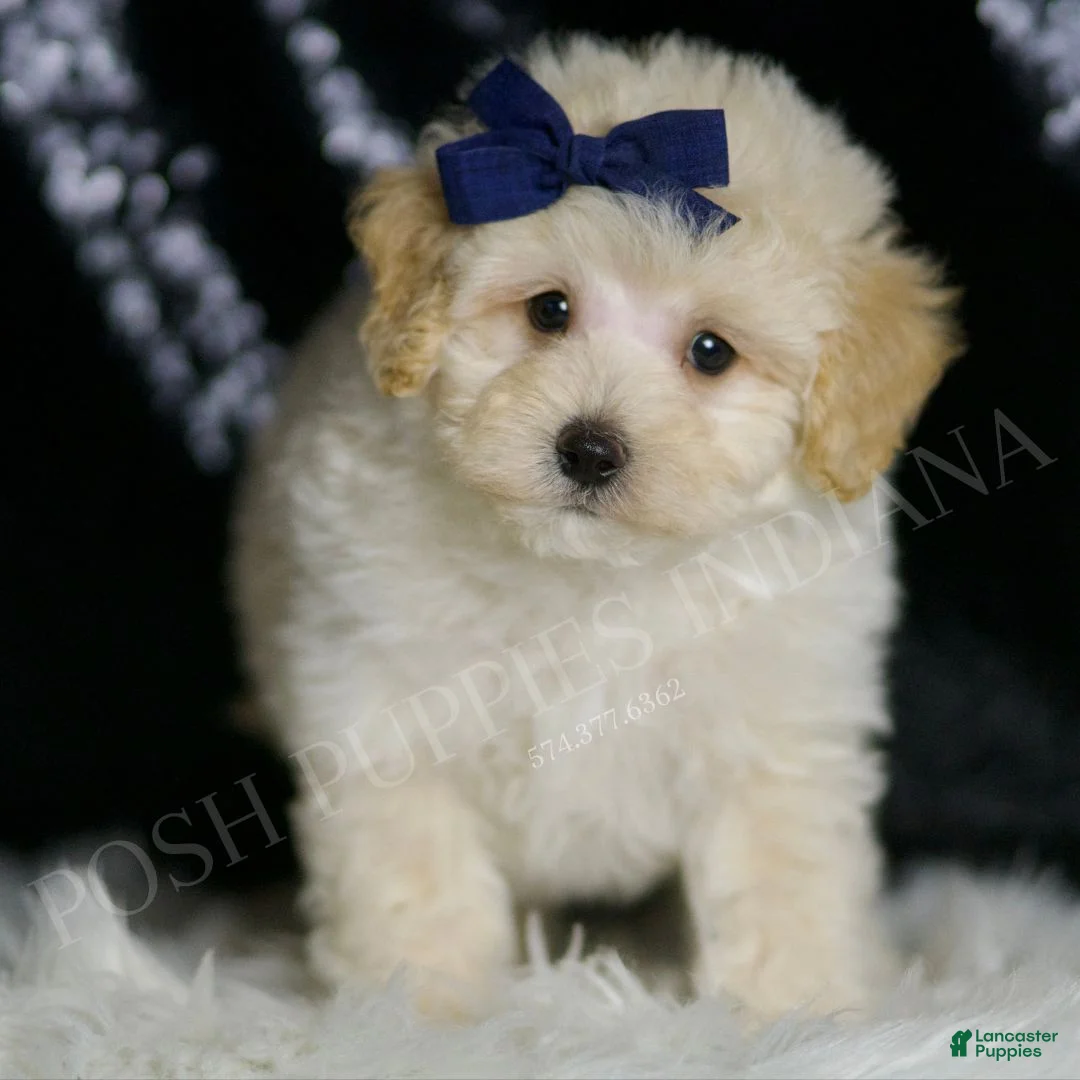 Maltipoo dogs for sale: Vino - Ad 1