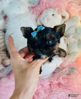 Yorkshire Terrier dogs Teacup/Pocketbook Yorkshire Terrier 1 - Ad 1