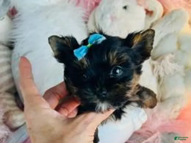 Yorkshire Terrier dogs for sale: Teacup/Pocketbook Yorkshire Terrier 1 - Ad 1