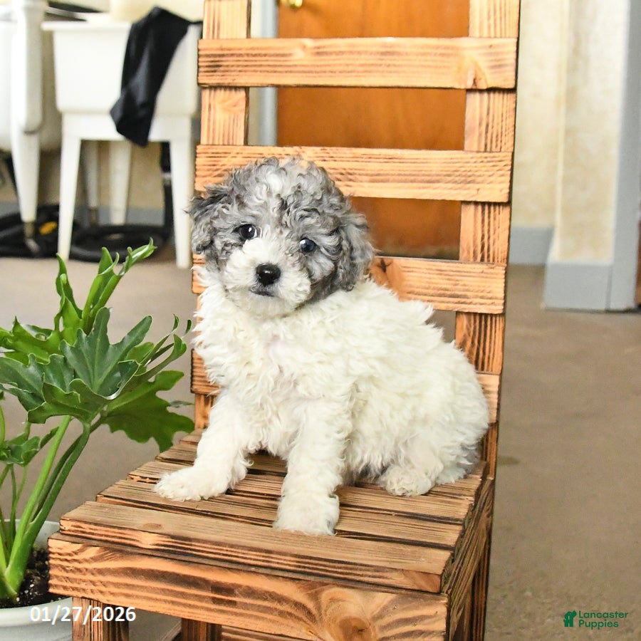 Miniature Poodle dogs Alice - Ad 2
