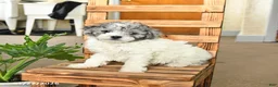 Miniature Poodle dogs for sale: Alice - Ad 2