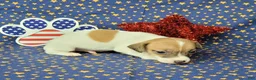 Jack Russell Terrier dogs for sale: Racer JRT Delivery available  - Ad 5