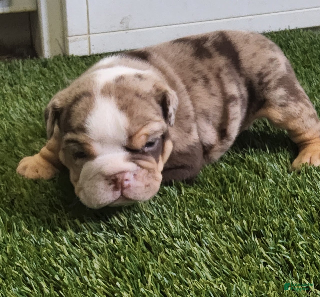 English Bulldog dogs Prince English Bulldog Puppy  - Ad 1