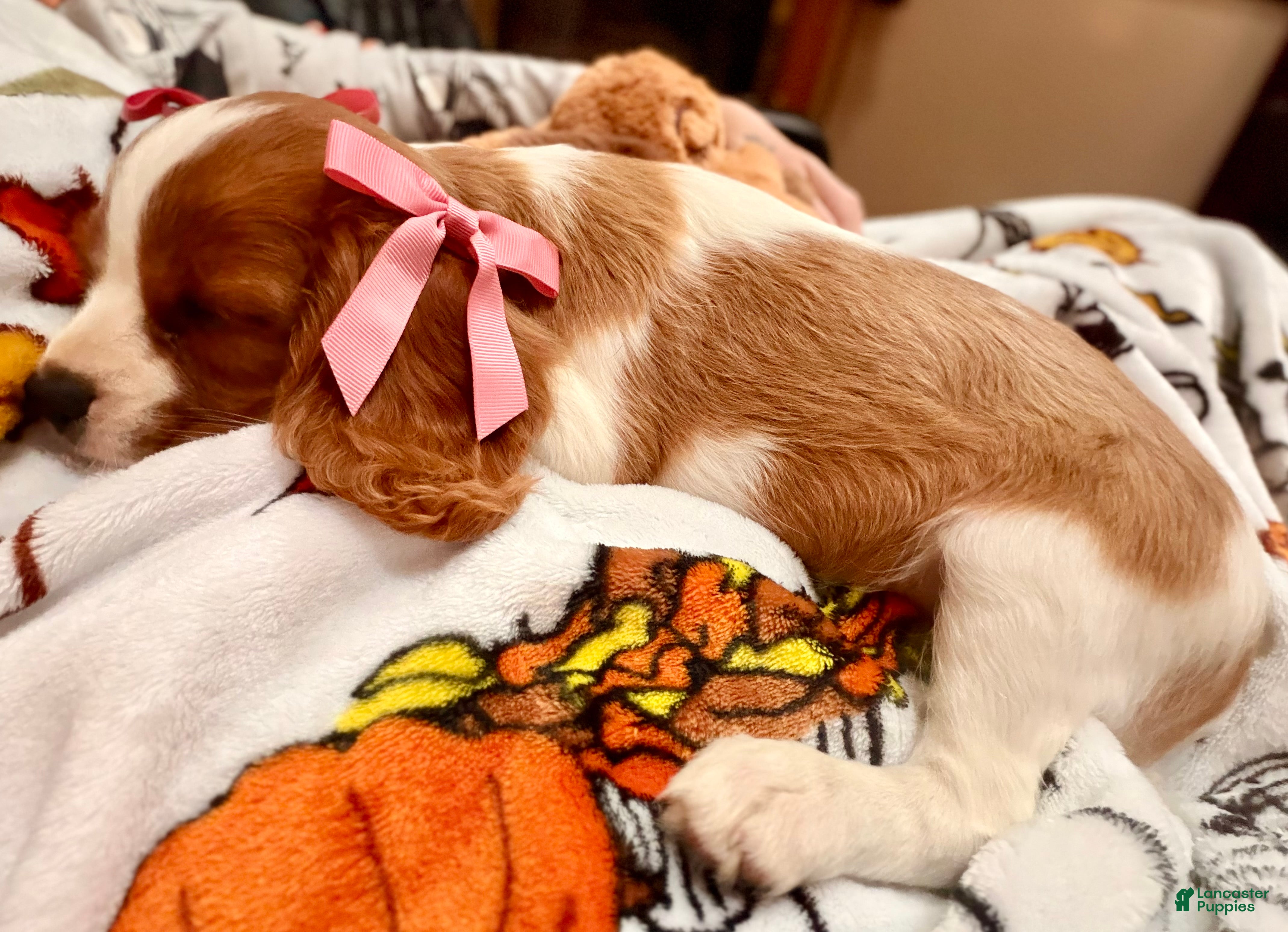 Cavalier King Charles Spaniel dogs Lady 💗 - Ad 38