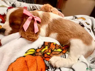 Cavalier King Charles Spaniel dogs Lady 💗 - Ad 38