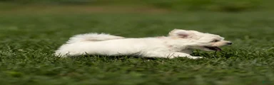 Thomas Maltese Puppy