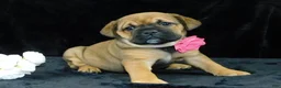 Mixed Breed dogs for sale: Bella - Ad 2