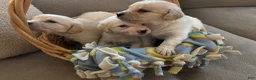 Mixed Breed dogs for sale: Black Collar - Ad 10