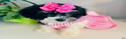 Havanese dogs for sale: Toy sized Star - Ad 5