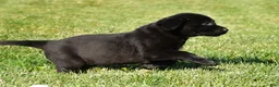 Labrador Retriever dogs for sale: Lexi - Ad 9